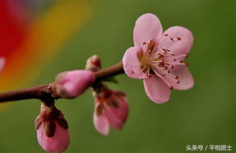 卯屬性|【卯屬性】地支桃花運秘辛：卯屬性桃花旺盛？一探究竟